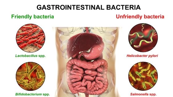 Good and bad gut bacteria